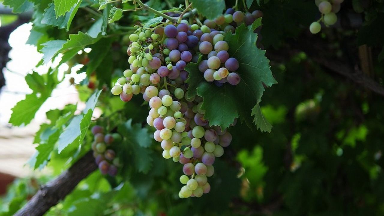 На Дальнем Востоке выращивают около тысячи сортов винограда. Какой из них выбрать для своего участка?
