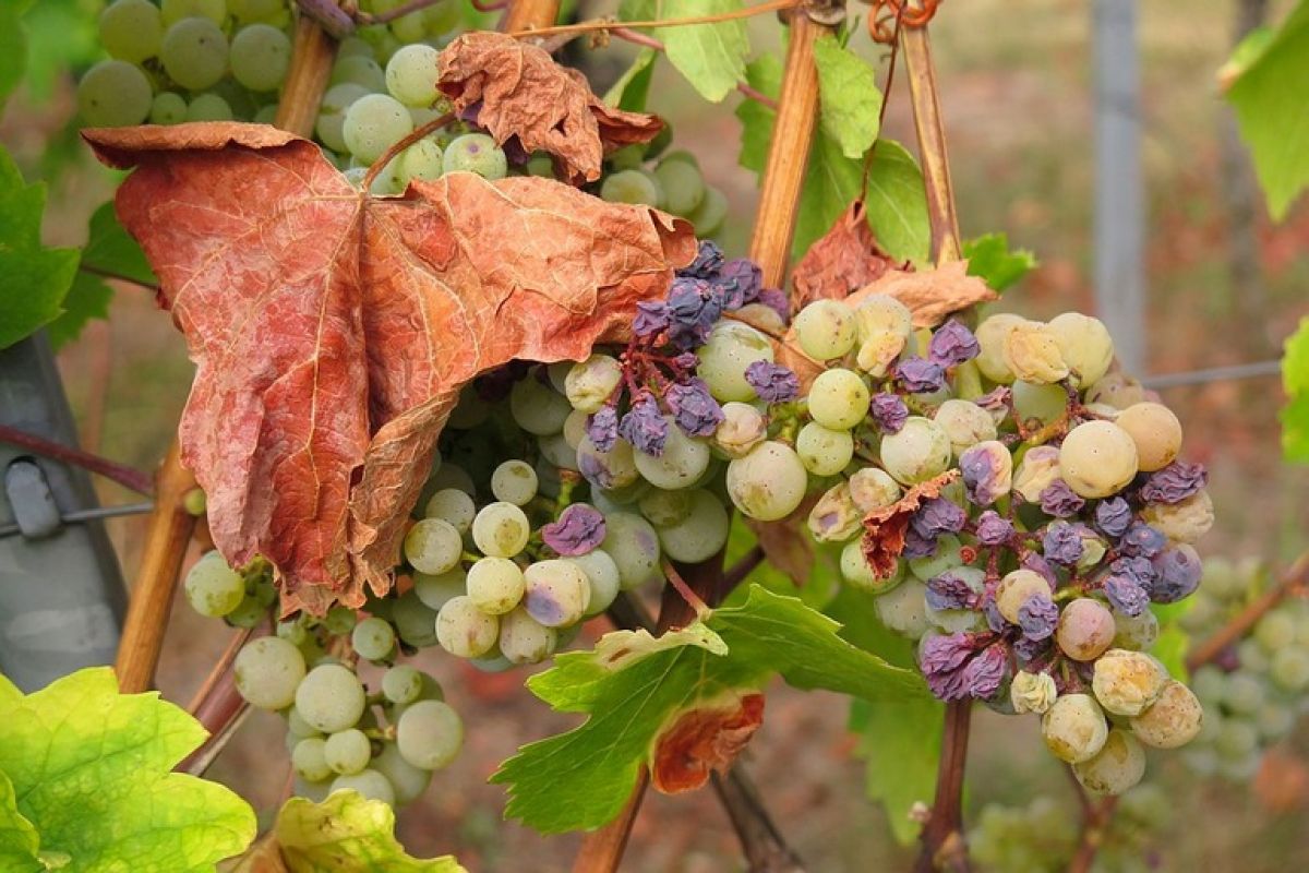 Болезни и вредители хабаровского виноградника: меры профилактики и лечения