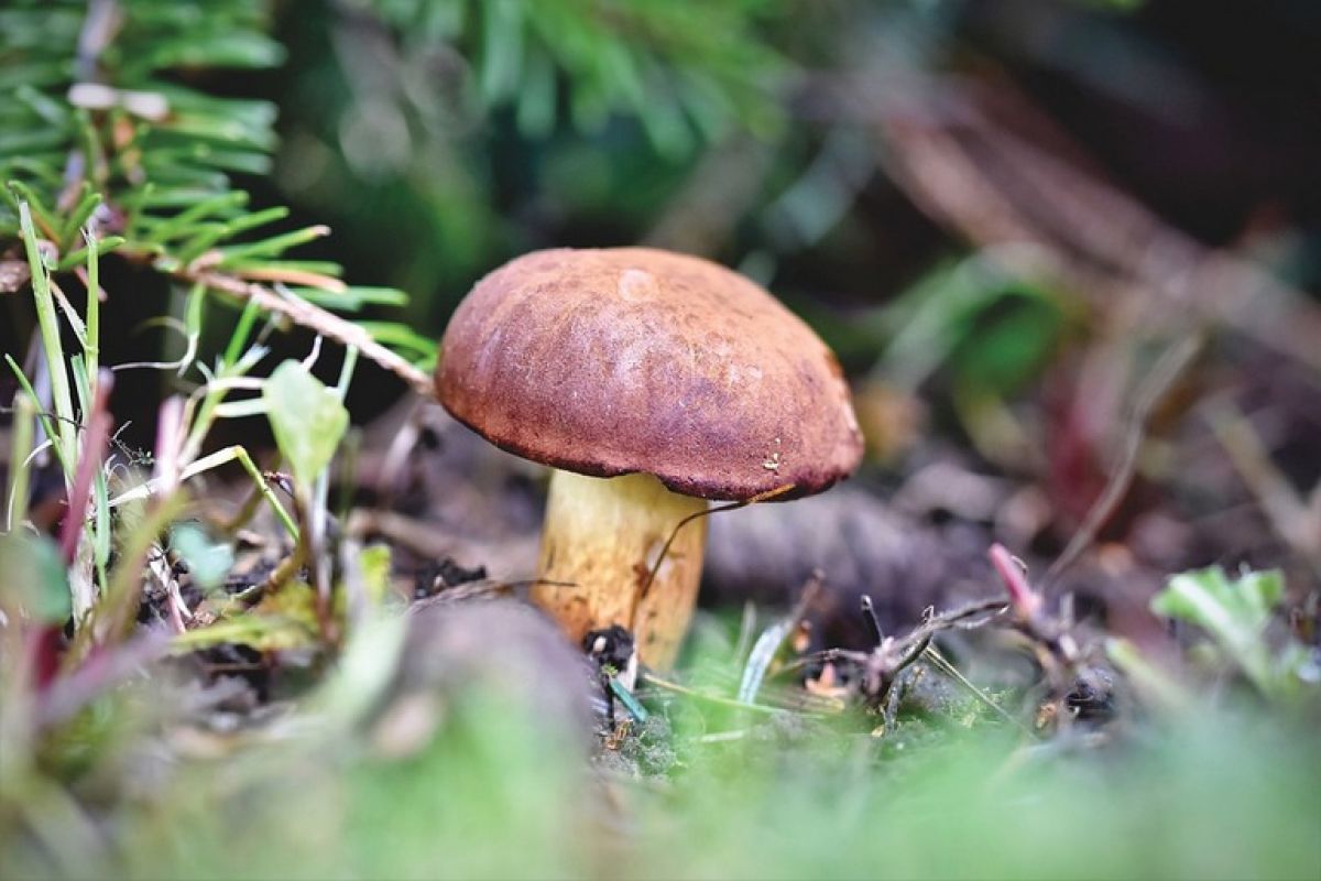 Выращиваем лесные грибы на своем участке