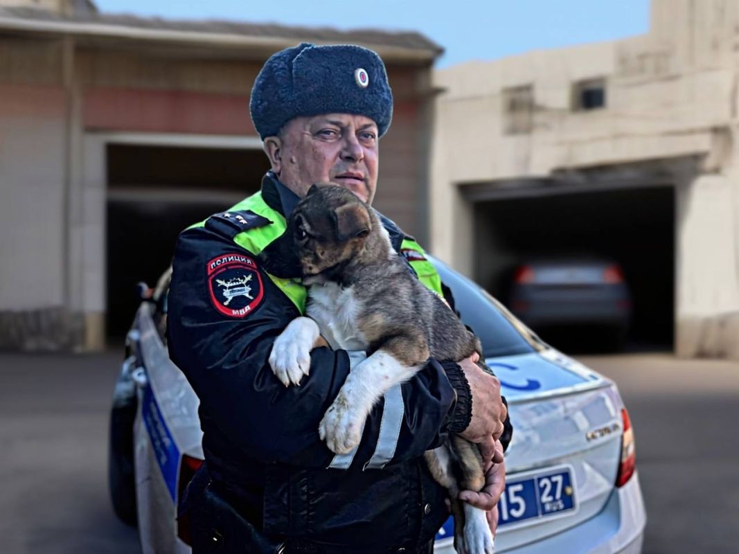 В Комсомольске-на-Амуре инспектор ДПС спас пять щенков, брошенных в&nbsp;коробке возле гаражей