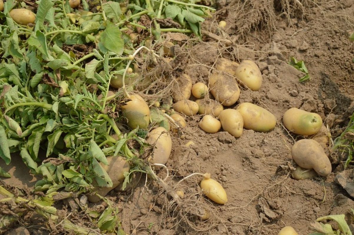 Выращиваем ранний картофель: опыт хабаровской дачницы