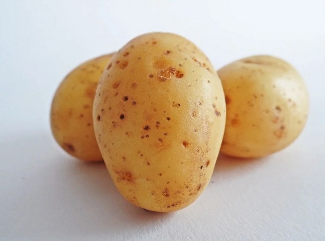 Сортовой картофель: опыт членов хабаровского клуба «Урожай»