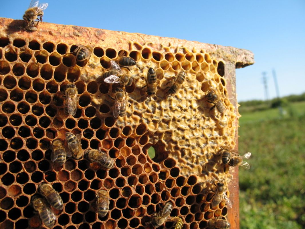 Закон регламентирует разведение пчел на дачном участке