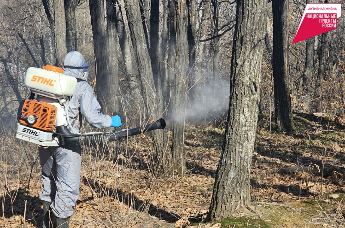 В Хабаровском крае начали химическую обработку парков и&nbsp;скверов от&nbsp;клещей