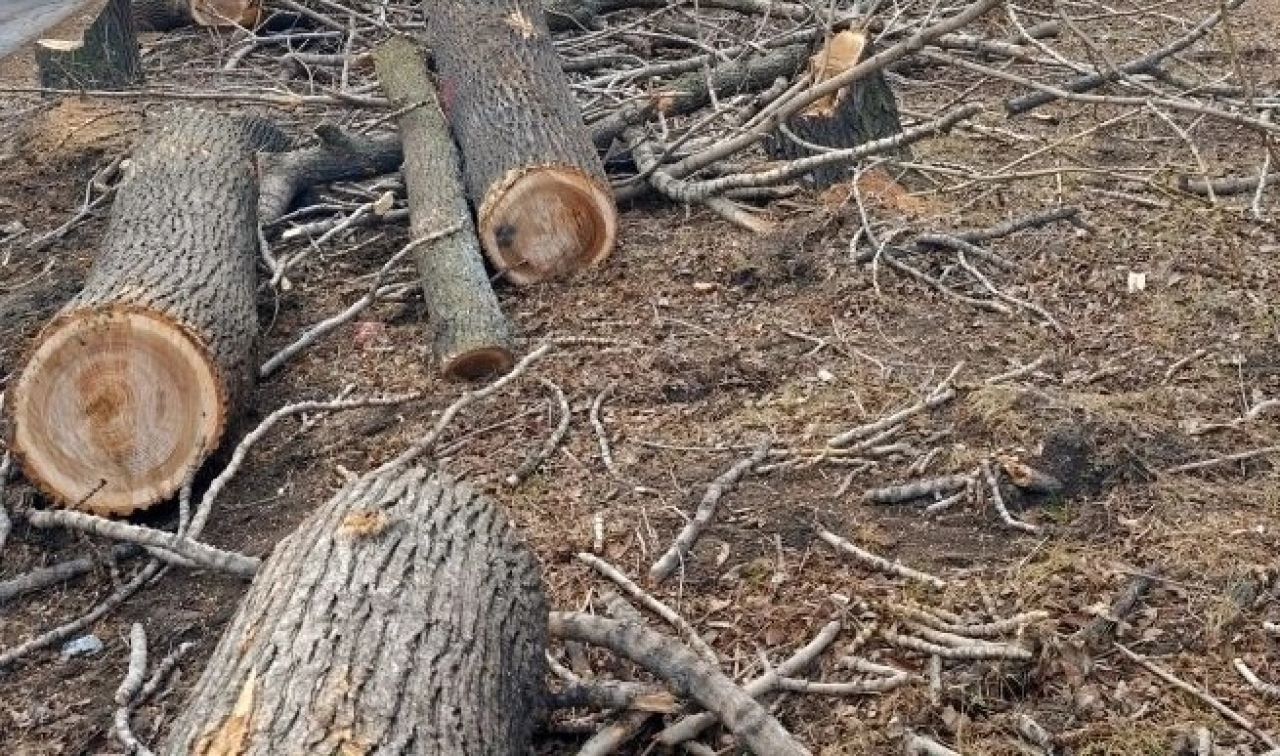 Хабаровский лесоруб пойдёт под&nbsp;суд за&nbsp;незаконную рубку деревьев