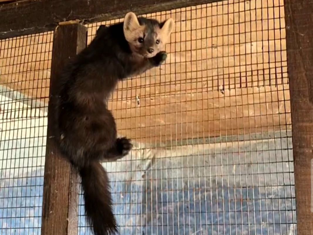 В Зоосаде «Приамурский» поселился соболь с&nbsp;необычной судьбой