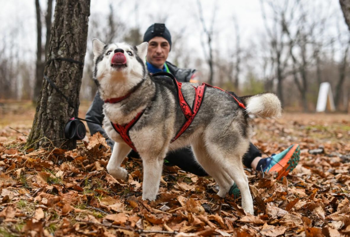 В Хабаровском крае впервые прошёл ультрамарафон с&nbsp;собаками