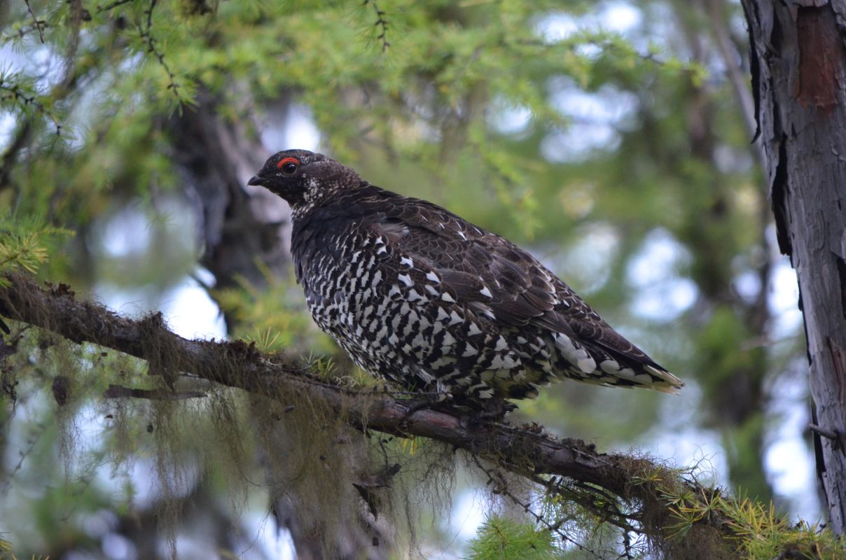 Невидимые свидетели дальневосточной тайги: как&nbsp;фотоловушки помогут спасти дикушу