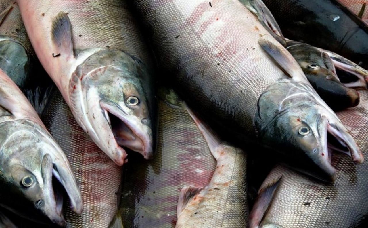«Рыбная автолавка»: свежая продукция по&nbsp;доступным ценам едет в&nbsp;районы Хабаровского края