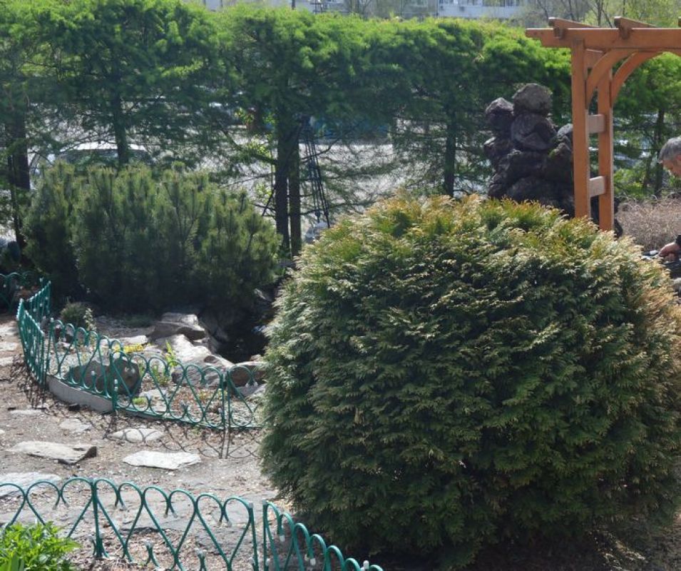 Подготовка хвойных к&nbsp;зиме: что важно сделать осенью в&nbsp;Хабаровске
