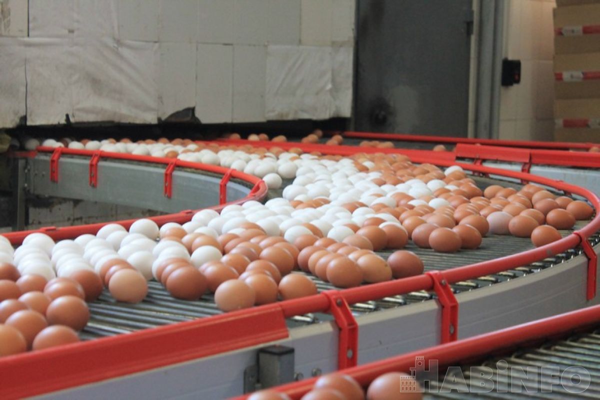 Яйца, которые всех удивили: что случилось с&nbsp;ценами на&nbsp;диетический продукт