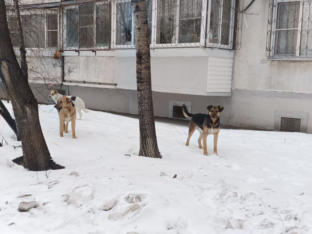Стая собак загрызла мужчину в Хабаровске