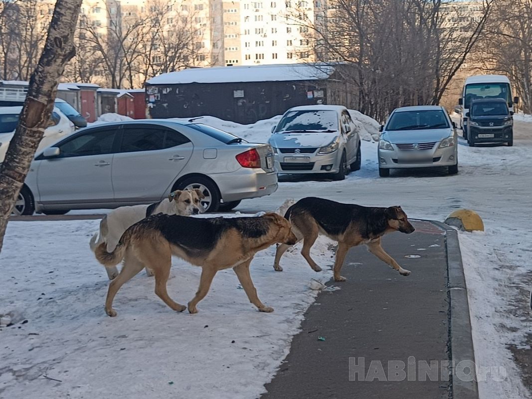 Эвтаназию для&nbsp;бездомных собак пока не&nbsp;планируют вводить в&nbsp;Хабаровске