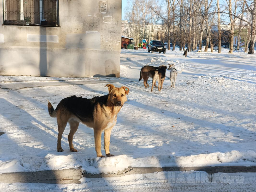 Более 30 бездомных собак отловили в Хабаровске за неделю