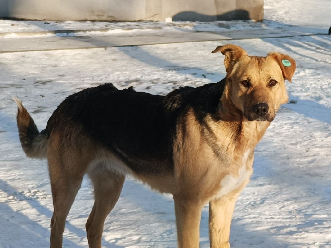 Собака напала на ребенка в поселке Хабаровского края