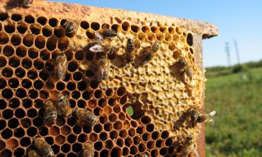 Закон регламентирует разведение пчел на дачном участке