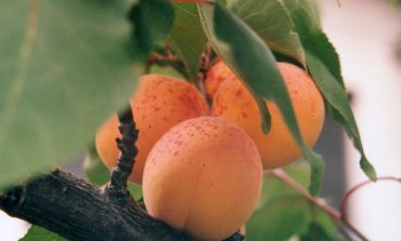 Дальневосточные абрикосы - закладываем свой сад