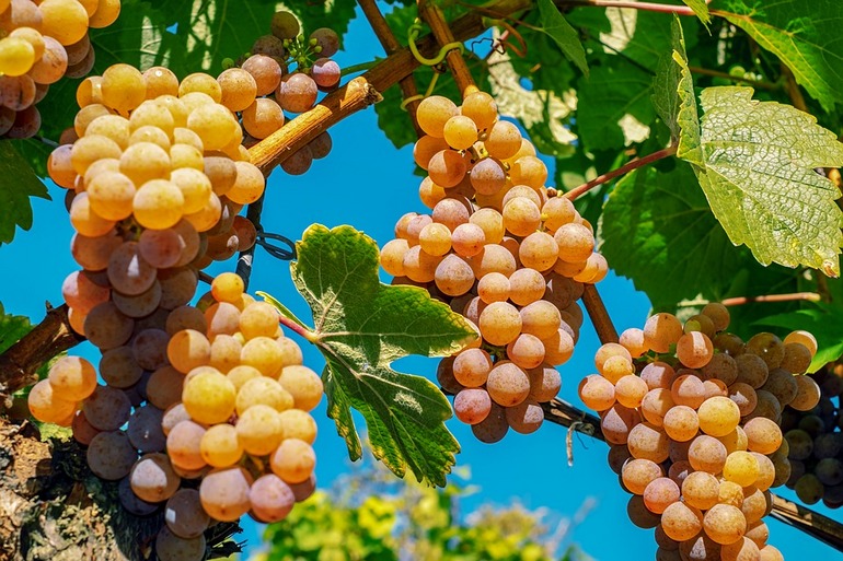 Формирование куста винограда первого года: способ правильной формировкирастения