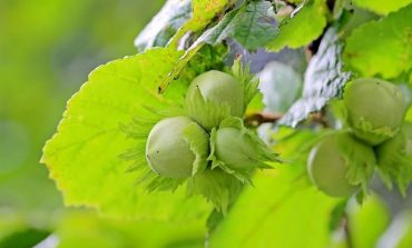 Фундук или лещина? Как вырастить орехи в хабаровском саду