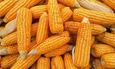 Лакомство родом из детства. Сладкая кукуруза: правила посадки и ухода