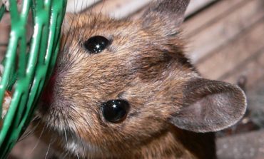 Как прогнать крыс и мышей с садового участка