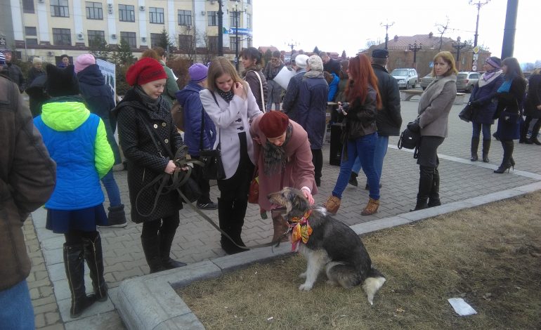 Бездомных собак вывели на Комсомольскую площадь в Хабаровске в поисках нового дома