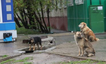 Кто избавит Хабаровск от бродячих псов