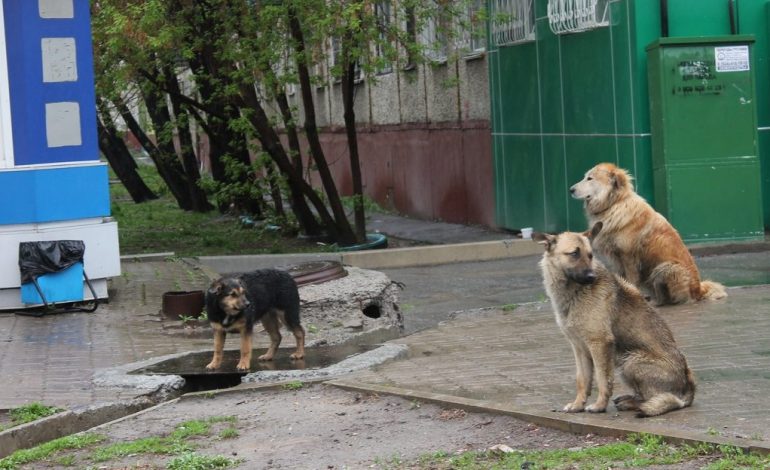 Кто избавит Хабаровск от бродячих псов