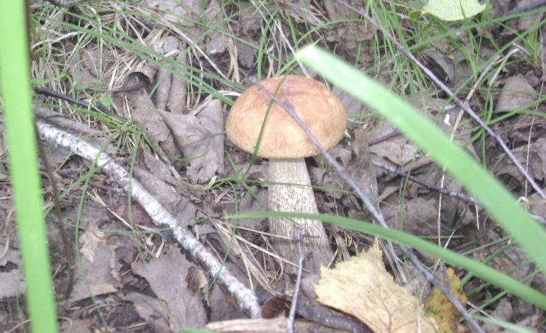 В високосный год собирать грибы нельзя