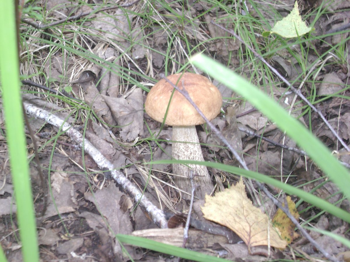 Какие грибы нельзя собирать. Запрещенные грибы. Приметы сбора грибов високосный год. Возле Чернобыля нельзя собирать грибы. Почему в Чернобыле нельзя собирать грибы.
