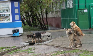 В Хабаровске ловить бродячих собак некому
