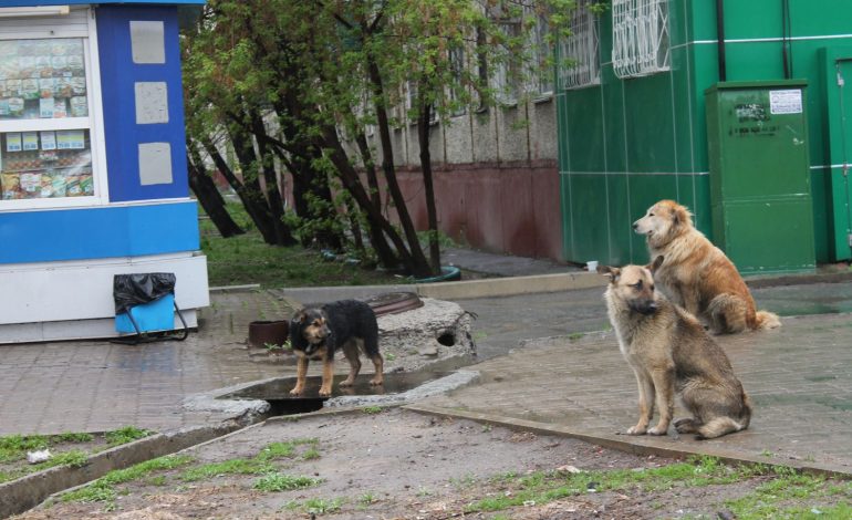 В Хабаровске ловить бродячих собак некому