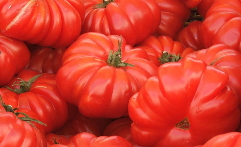 Советы по выращиванию томатов от Людмилы Саксиной
