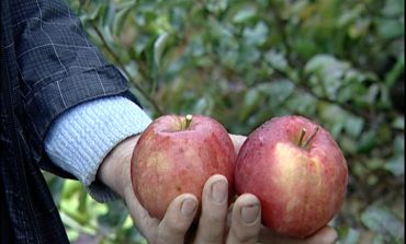 Небывалый урожай яблок и ремонтантной малины собрали в этом году хабаровские садоводы