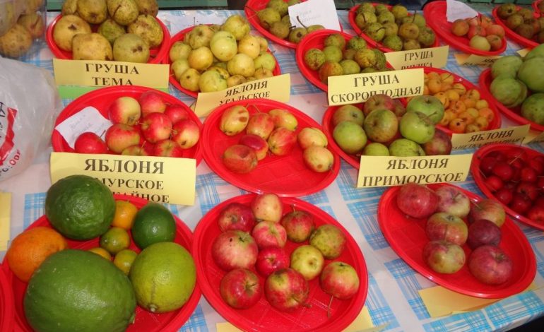 Выставка плодовых культур прошла в Хабаровске