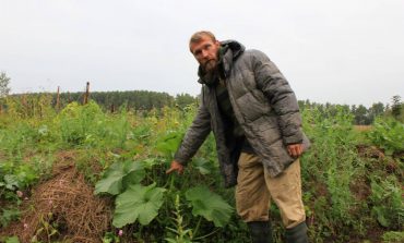 Тысячи кустов заморской клубники выращивают хабаровчане-отшельники в пригороде Хабаровска
