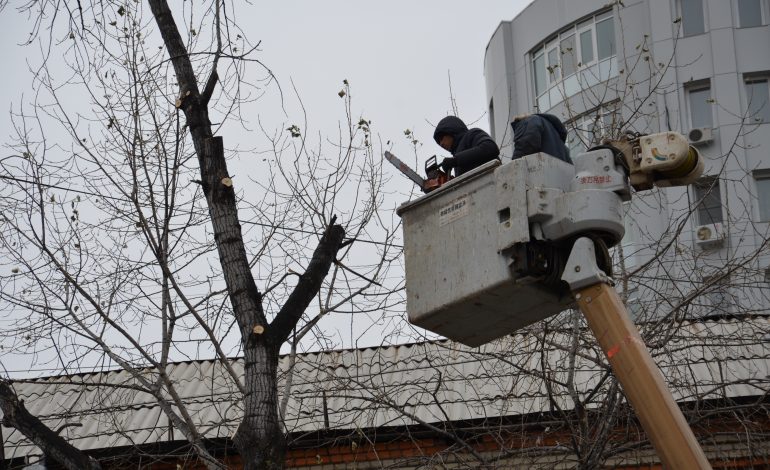 Деревья в Хабаровске «подстригают» к зиме (ФОТО)