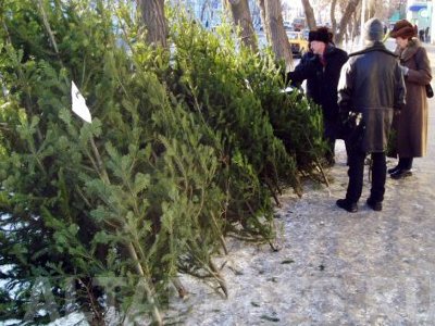 Где в Хабаровске можно купить елку: список мест
