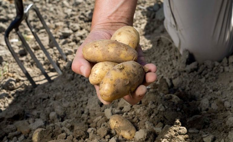 Готовим картофель к посадке