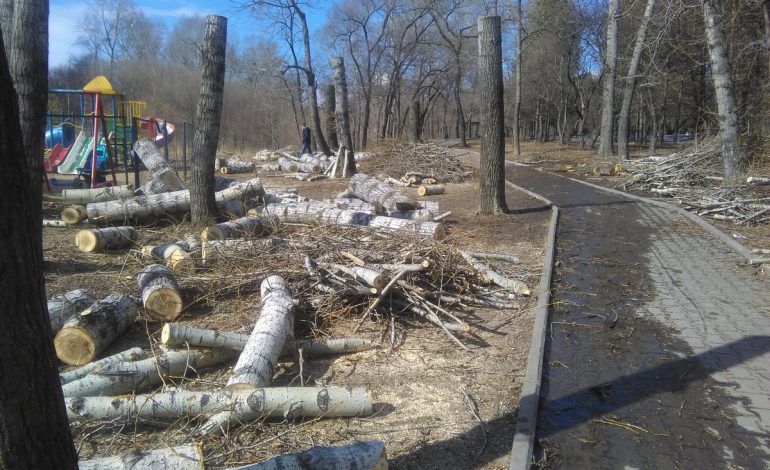 Массовая вырубка деревьев в парке «Динамо» обеспокоила горожан