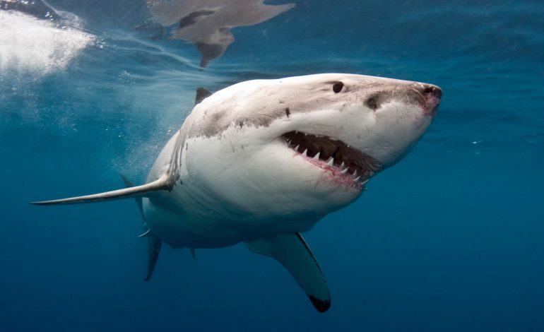 На Шаморе поймали трехметровую белую акулу