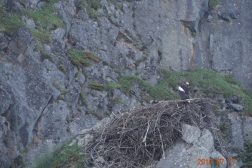 Гнездо белоплечего орлана