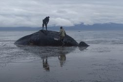 Гренландский кит, убитый косатками