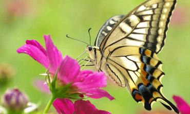 Махаон – красивая бабочка или злостный вредитель?