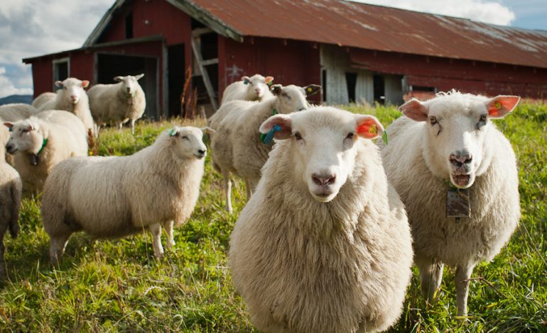 Бизнеc на гектаре: хабаровчанам предлагают заняться овцеводством