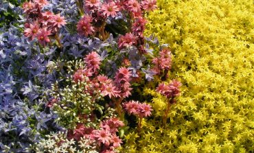 Цветник букетный – секреты постоянного цветения