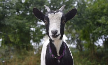 Бизнес на гектаре: разведение коз