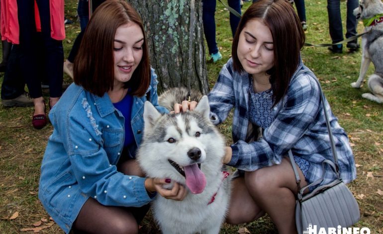 Хабаровчане наобнимали собак на 70 тысяч рублей