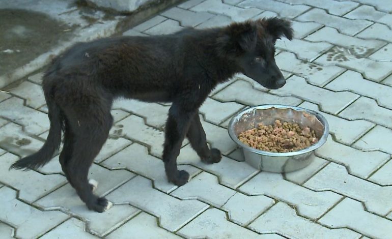 Кто в Хабаровске занимается отловом бездомных животных