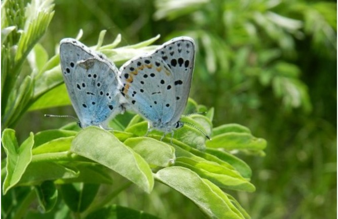Заповедник с «божественными» бабочками появится под Хабаровском